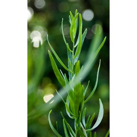 Russian Tarragon Culinary herb 25 Seeds by 3Exoticgreen