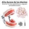 Paquete Dientes Compatibles Nissin Tipodonto