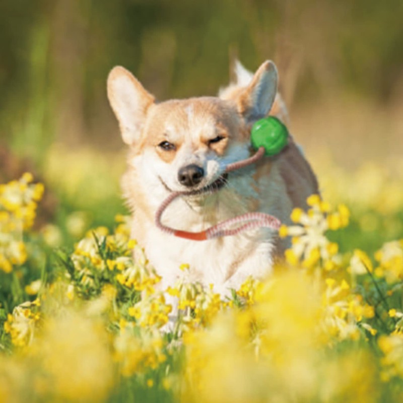 TOYOTA ECHO (Platz) K – 9 Ball , green