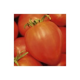 Tomato Amish Paste Garden Heirloom Vegetable by Seed Kingdom (50 Seeds)