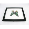A Real Exotic Prepared Butterfly in Picture Frame Wall Picture
