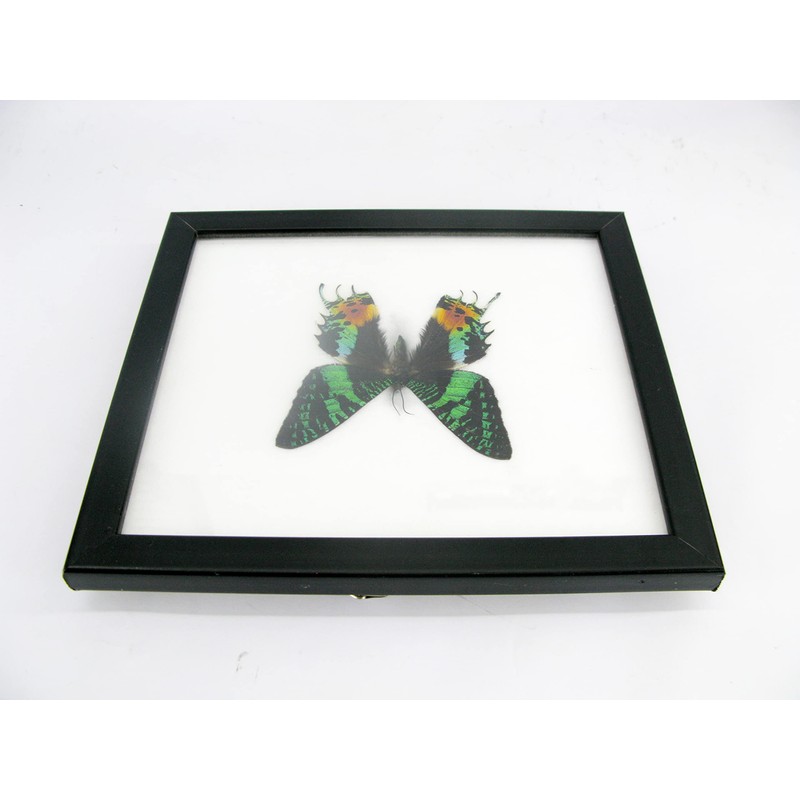 A Real Exotic Prepared Butterfly in Picture Frame Wall Picture
