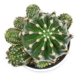 Cactus Plants Live in White Succulent Planter Pot, Live Cactus in Cactus Soil Potting Mix, Live Mini Cactus Succulents Plants Live Cacti, Cactus Live Succulents in Cactus Plant Pot by Plants for Pets