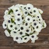 Anemone Bulbs - De Caen White - 40 Bulbs -