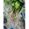 Roots Rose Of Sharon Hibiscus Organic Live Plant w/ Roots