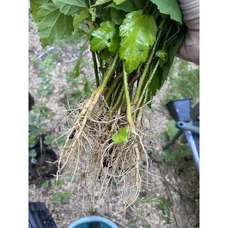 Roots Rose Of Sharon Hibiscus Organic Live Plant w/ Roots