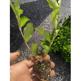 Everyday Yolo Barbados, Acerola Cherry Tree Plant, 1 Plant, Pesticide Free