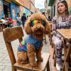 Gafas Negras Para Perros, Raza Pequeña, Resistentes A Los Ra