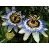 22Day Seeds: Seeds Purple Passionflower/Maypop/Perennial Flowers