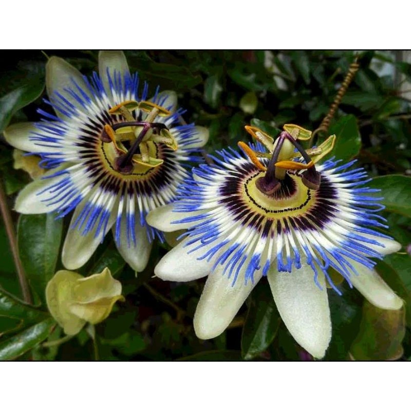22Day Seeds: Seeds Purple Passionflower/Maypop/Perennial Flowers