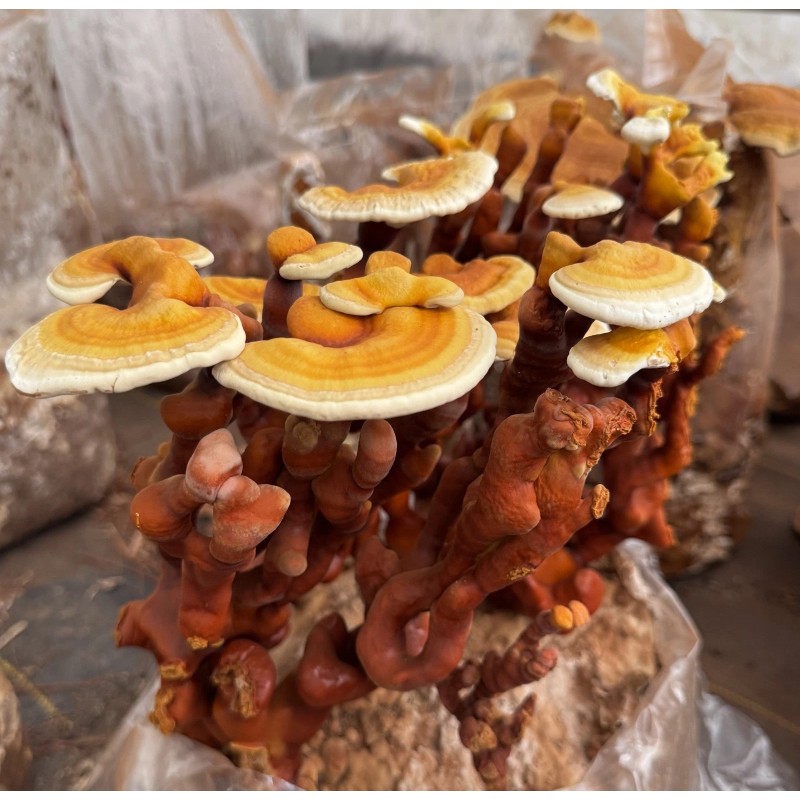 Harder Mushrooms Complete Wellness Mushroom Extract Powder Lions, Turkey Tail