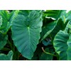 3 Bulbs Colocasia esculenta, Green Taro, cocoyam, taro, Elephant Ears