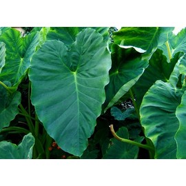 3 Bulbs Colocasia esculenta, Green Taro, cocoyam, taro, Elephant Ears Bulbs Taro