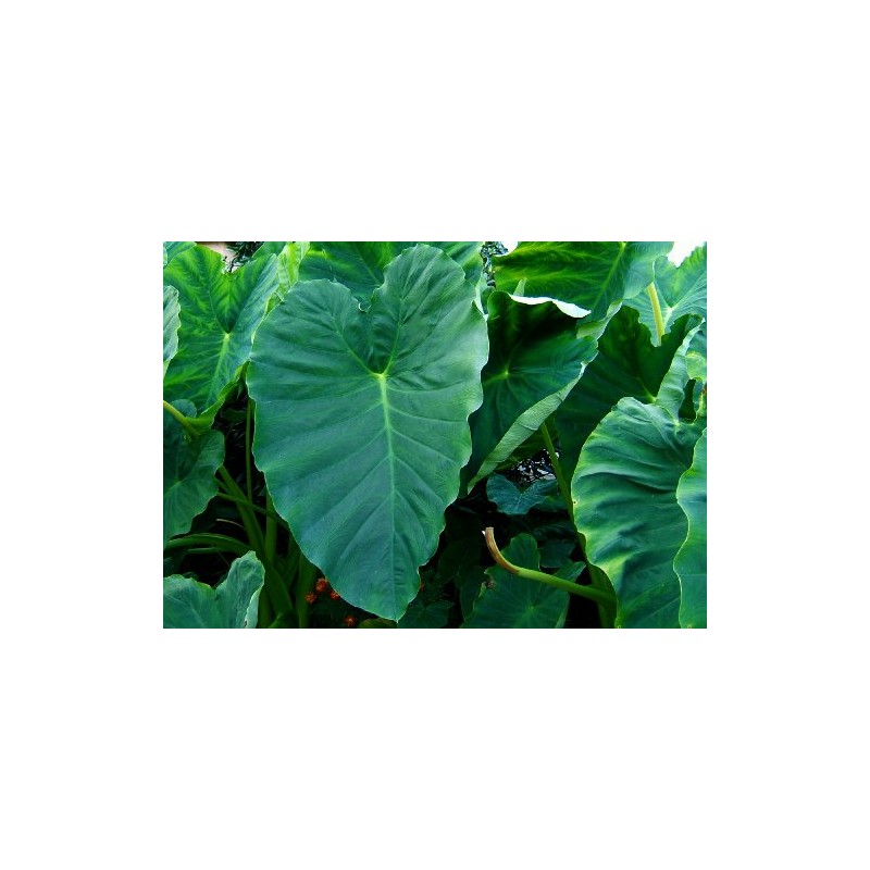 3 Bulbs Colocasia esculenta, Green Taro, cocoyam, taro, Elephant Ears
