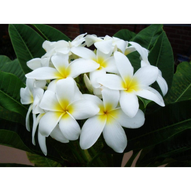 Hawaiian Frangipani Plumeria Plant Cuttings 4Pk H5