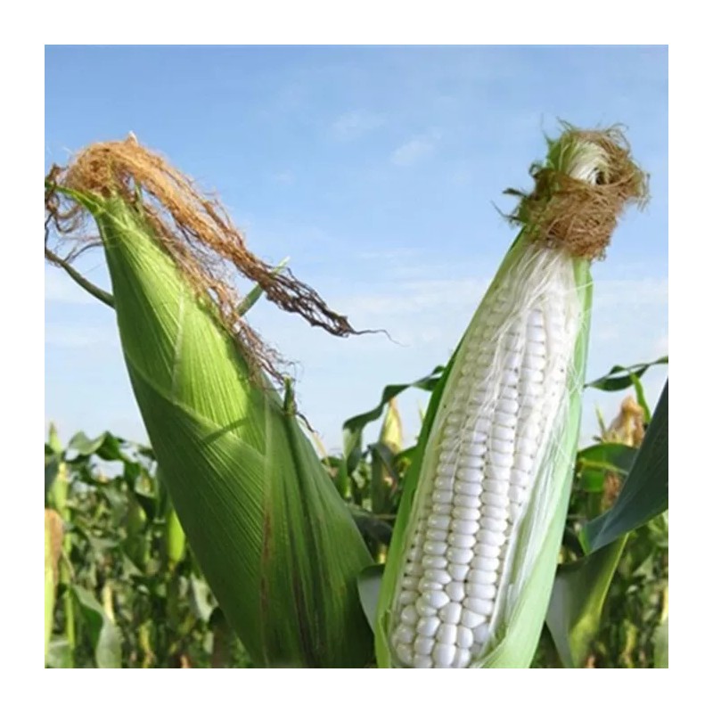 Mai's Family 100 Organic Sticky Waxy Sweet White Corn Bap