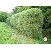 Fernleaf Bamboo – Bambusa Multiplex ‘Fernleaf’ – 4 Feet Tall