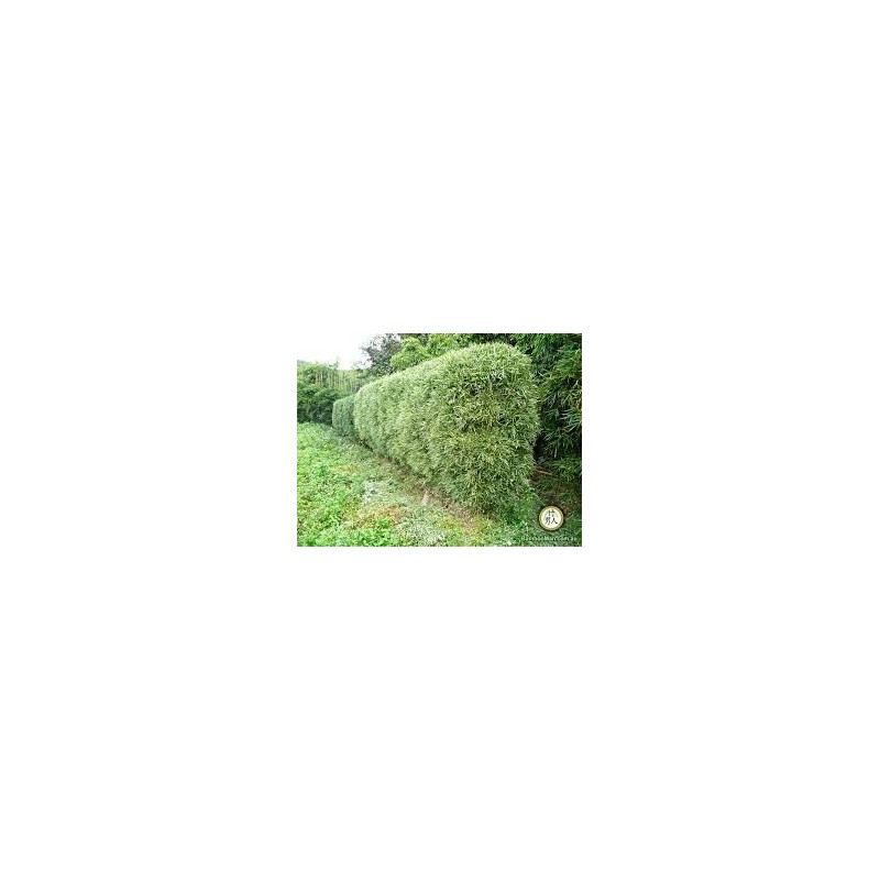 Fernleaf Bamboo – Bambusa Multiplex ‘Fernleaf’ – 4 Feet Tall