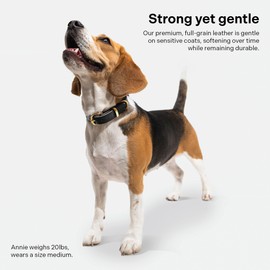 Scout Supply Classic Leather Dog Collar | Heavy Duty Thick Full Grain Leather | Waterproof & Rust-Proof Brass Hardware (Black, Medium)