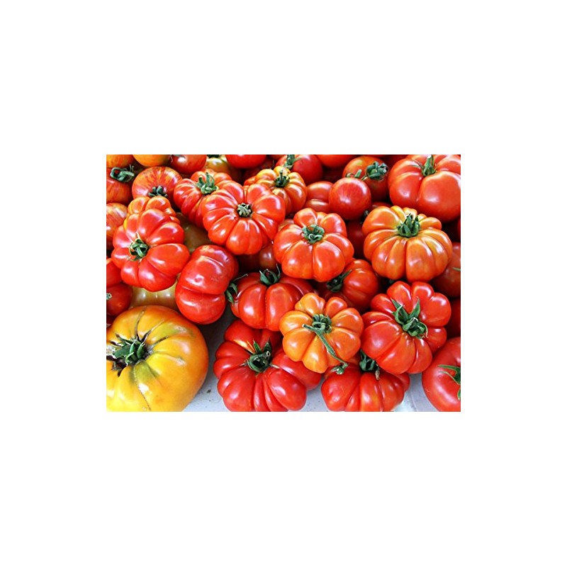 30 Costoluto Genovese Pomodoro Tomato Seeds, Heirloom Non-GMO, Low Acid,