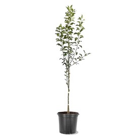 American Plant Exchange Apple Tree 'Mollie’s Delicious' – Live Fruit-Bearing Plant, 5-Gallon Pot, Heat-Tolerant, for Home Orchards, Backyard Gardens & Edible Landscapes