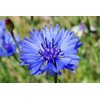 600 Tall Blue Bachelor Button Seeds for Planting Blue Cornflower.