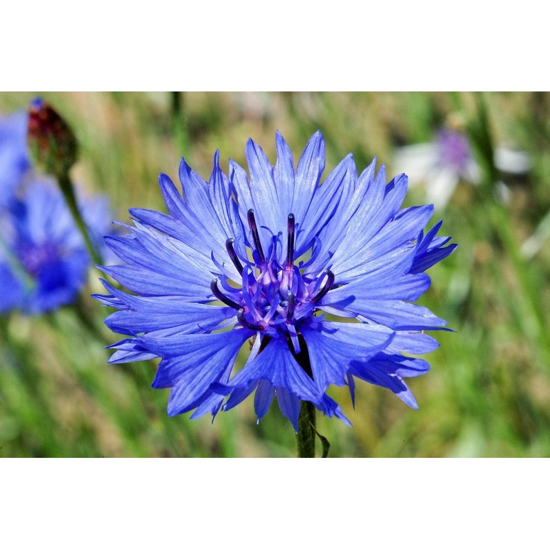 600 Tall Blue Bachelor Button Seeds for Planting Blue Cornflower.