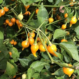 Biquinho Yellow Hot Pepper Seeds - 300 Mg Packet ~50 Seeds - Non-GMO, Heirloom - Vegetable Garden - Capsicum annuum