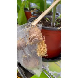 One Large Fresh Praying Mantis Egg Case with Clear Habitat Cube 2025 Hatch