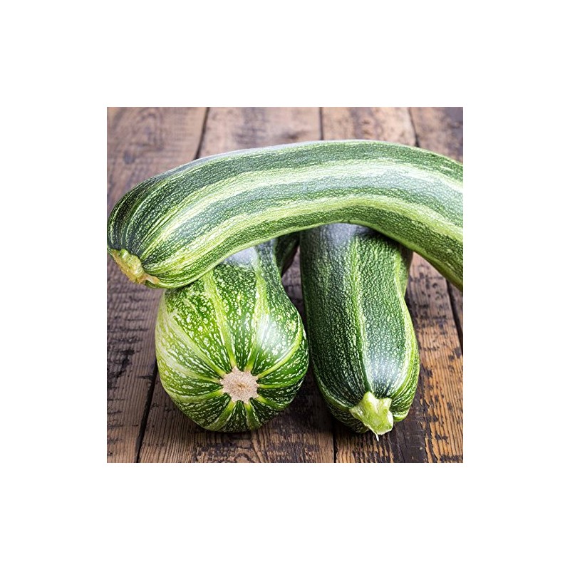 Italian Striped Zucchini Summer Squash Garden Seeds - 4 Oz