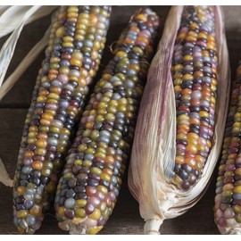 David's Garden Seeds Popcorn Glass Gem 50 Non-GMO, Heirloom Seeds