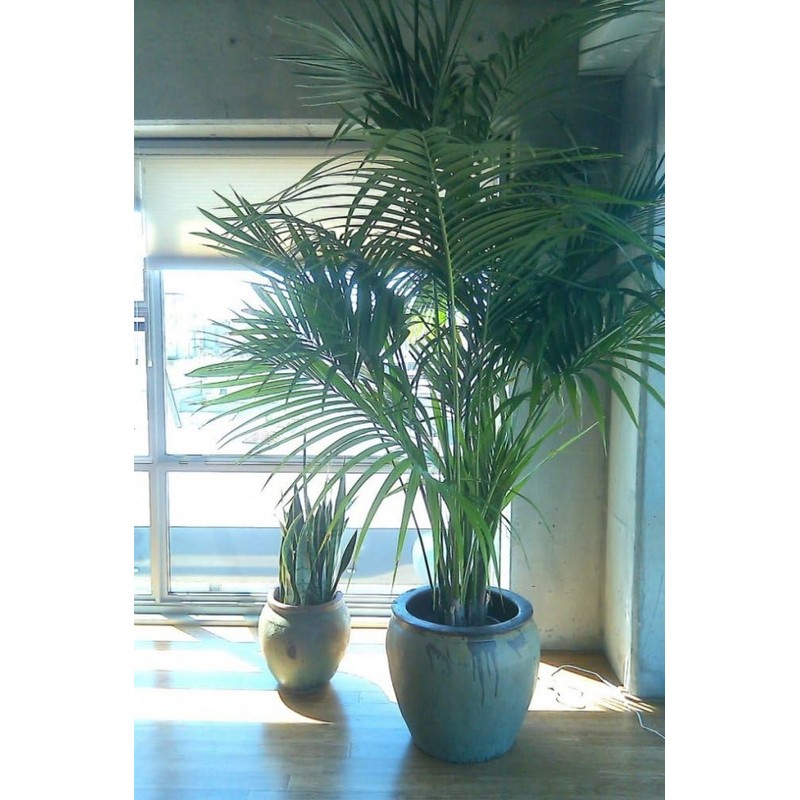 CEMEHA SEEDS - Seeds Canary Palm Tree (Scientific Name: Phoenix