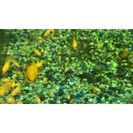 AQUATICBLENDEDFOODS ABF SUPER CATFISH MIX #2 ,Cichlid,Cory catfish,Krill, - 5oz