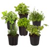 Live Aromatic and Edible Herb Assortment (Lemon Verbena, Eucalyptus, Mint,