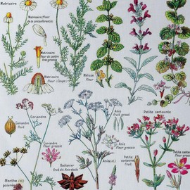 CafePress Botanical Illustrations Larou Polyester Tote Bag 16"x16"