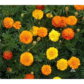 zellajake Rare Flower Seeds 200 Dwarf French Marigold Flower Seeds