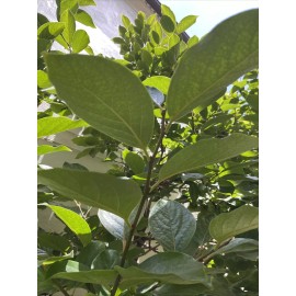 Homemade 20  fresh  Organic Persimmon leaves ( Shiziye) for tea. Large no pesticide