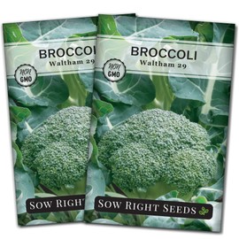 Sow Right Seeds - Waltham 29 Broccoli Seeds for Planting - Non-GMO Heirloom Packet with Instructions to Plant an Outdoor Home Vegetable Garden - Grow Your Own Fresh Green Broccoli - Great Gift (2)