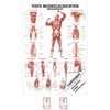 Sport-Tec Deep Muscle Layers Back Mini Poster Anatomy 34 x