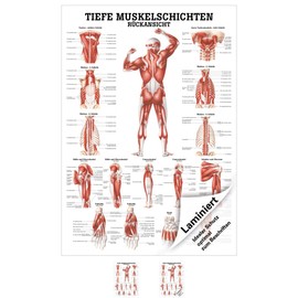Sport-Tec Deep Muscle Layers Back Mini Poster Anatomy 34 x 24 cm