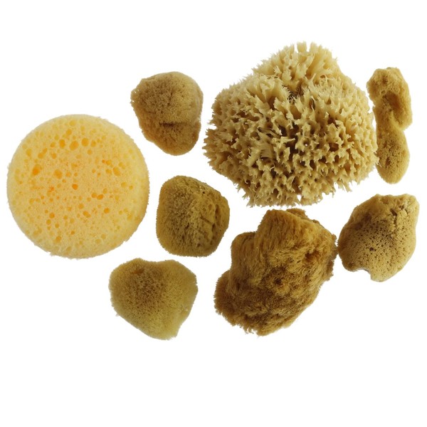 Artist Sponges Natural & Synethic by Craft Smart, 8 Pieces