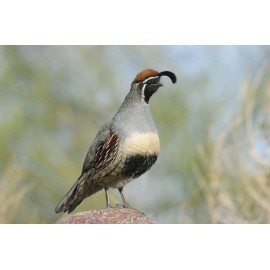Handmade Gambel's Quail Taxidermy / Decoy Carving Reference Photo Cd