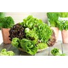 FUN AND GROW SEEDS: Seeds Indoor Lettuce Mix Balcony Non