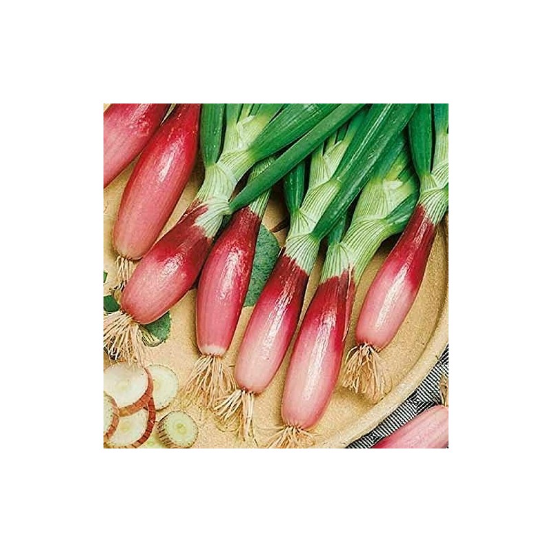 Seeds Red Welsh Onion Bunching Non GMO Vegetable for Planting