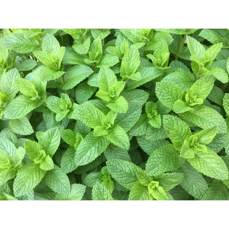 Lowhill Valley Spearmint Leaf Tea - Cut and Dried Mentha