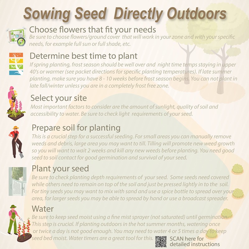 Outsidepride Magic Carpet Creeping Thyme Seeds - 500 Pcs. Perennial,