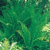 Bareroot Lady Fern (Athyrium Felix -Femina) - 3