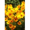 TomorrowSeeds - Lanceleaf Coreopsis Seeds - 500+ Count - For