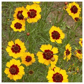 Everwilde Farms - 1/4 Lb Dwarf Plains Coreopsis Native Wildflower Seeds - Gold Vault