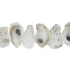 U.S. Shell Oyster Shells, 3.75"-5"